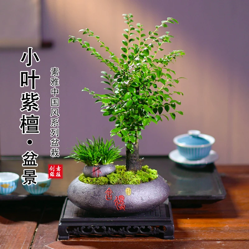 矮霸桩单杆紫檀黑骨茶盆景植物盆栽桌面室内绿植好养活四季常青