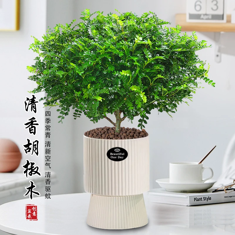 正宗清香胡椒木盆栽花卉室内外驱蚊草植物树苗老桩盆景九里香绿植