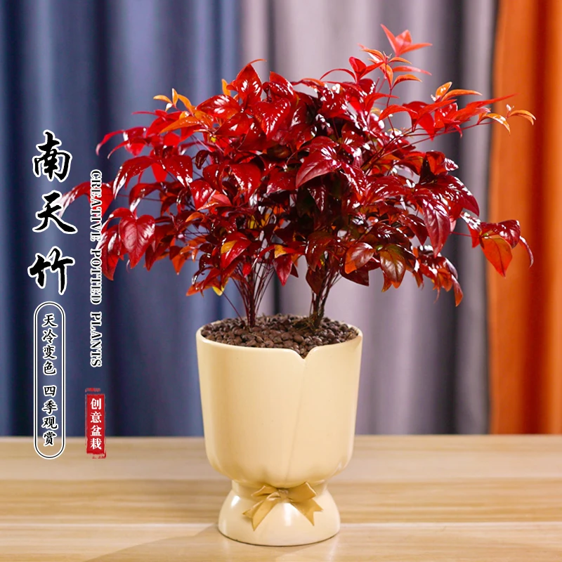 火焰南天竹植物书房阳台客厅绿植桌面盆栽好养易活禅意创意摆件