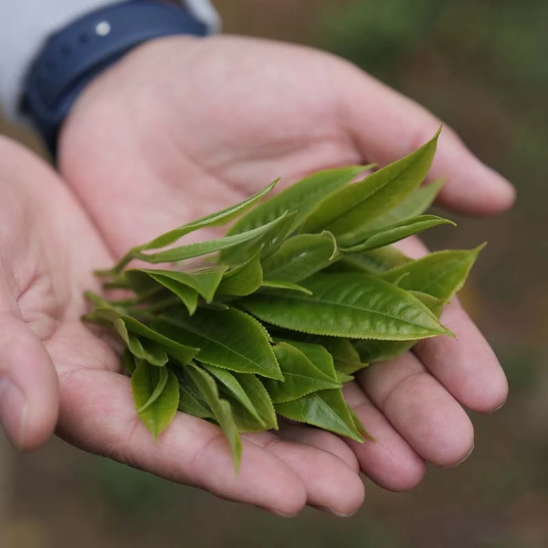A悦茗号直播宠粉礼包