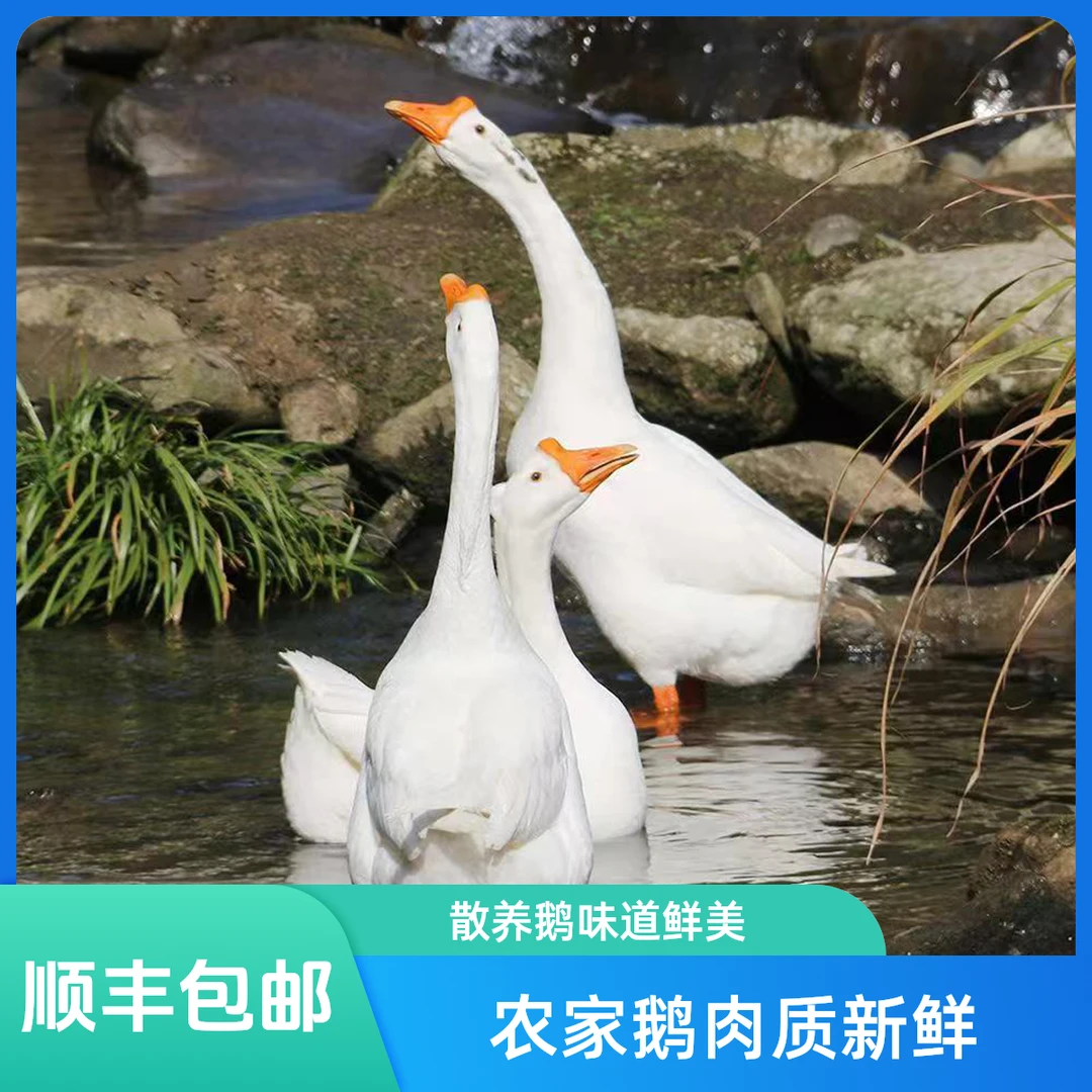 农家散养新鲜大白鹅老鹅一年老鹅三年老鹅大鹅散养鹅整只大鹅