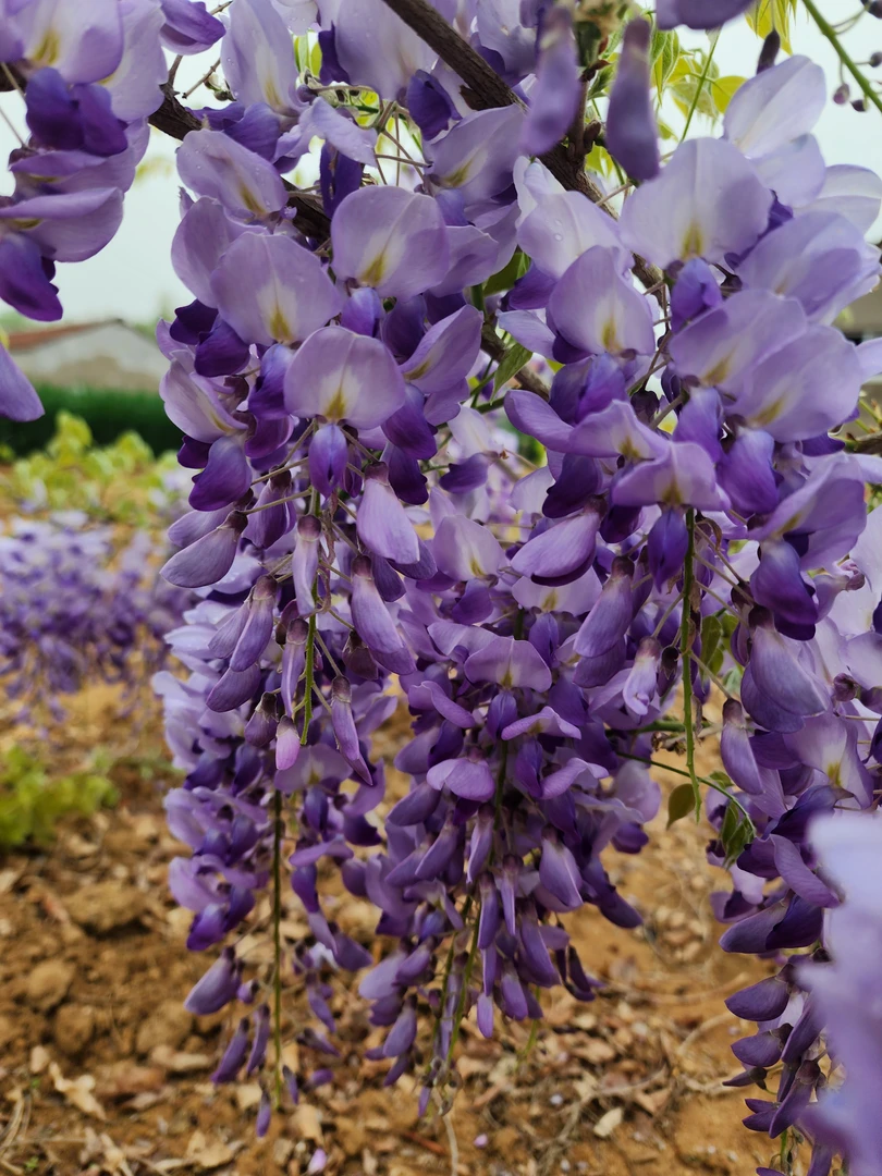 国有紫藤丰花紫玉2年桩苗基地直发保证对版裸根保湿发货