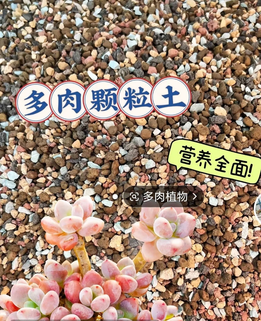 多肉植物颗粒土,2.5公斤装