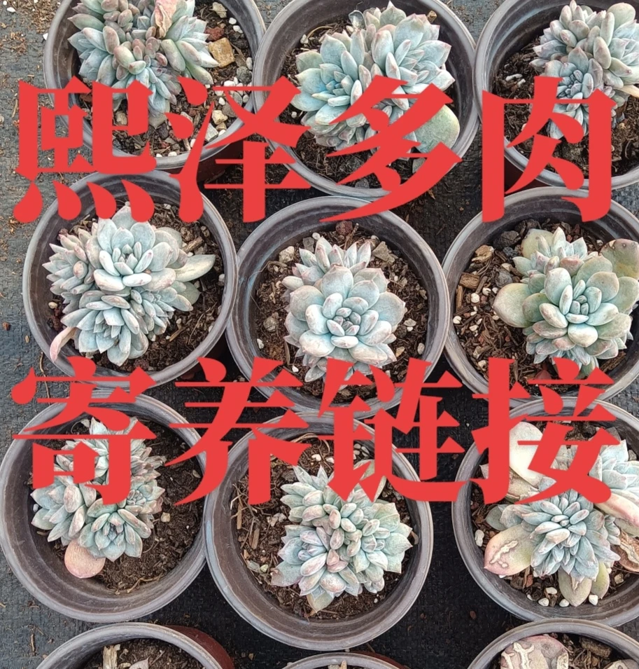 多肉寄养链接，没订单乱拍发垫片