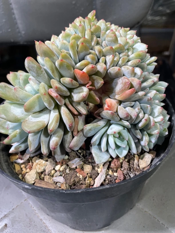 星影橙子高板缀化