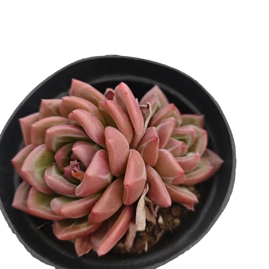 香槟  阳台庭院  办公室 新手好养好活