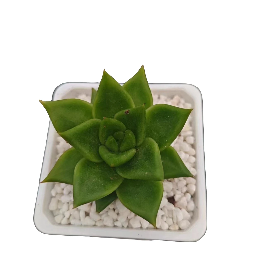 翠花优选 星花怒放 阳台 露台办公室 绿植植物