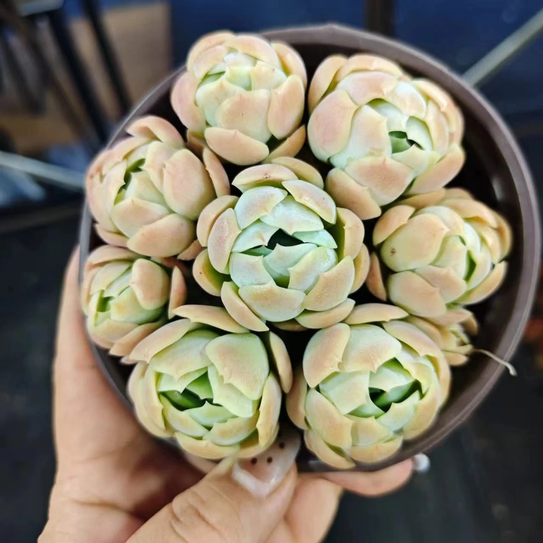 香香贝瑞 满(9.9)包邮多肉植物新手必备基地直发适合阳台庭院顶楼