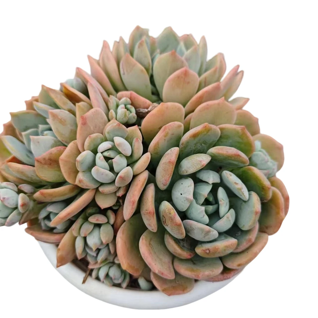 蜜桃格林 满9.9元包邮  星花怒放 阳台露台 办公室 绿植植物