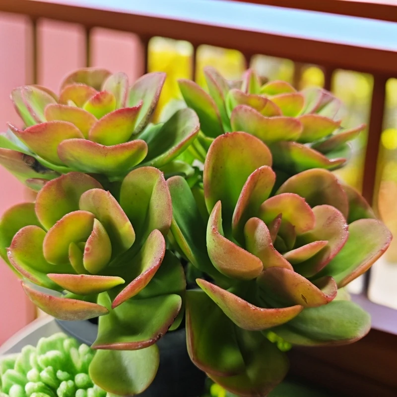 红梅满15元包邮多肉植物 星花怒放阳台露台办公室 绿植植物
