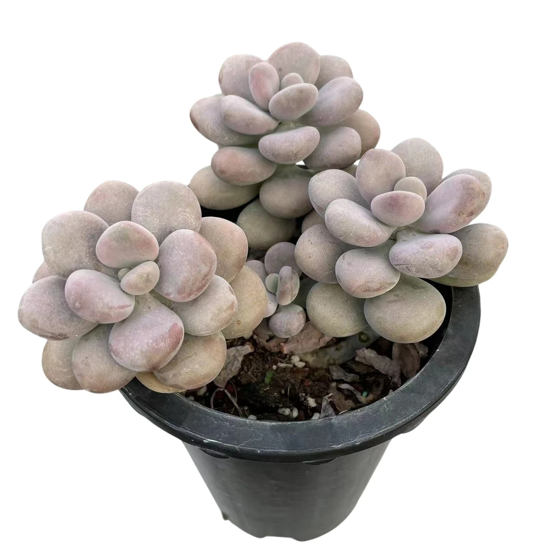 大桃蛋满 9.99包邮  星花怒放 阳台露台   办公室  绿植植物