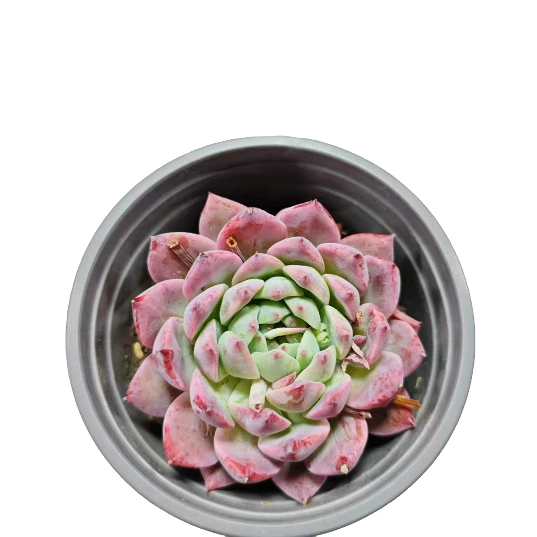 单头霜花 满9.9元包邮  星花怒放 阳台露台 办公室 绿植植物