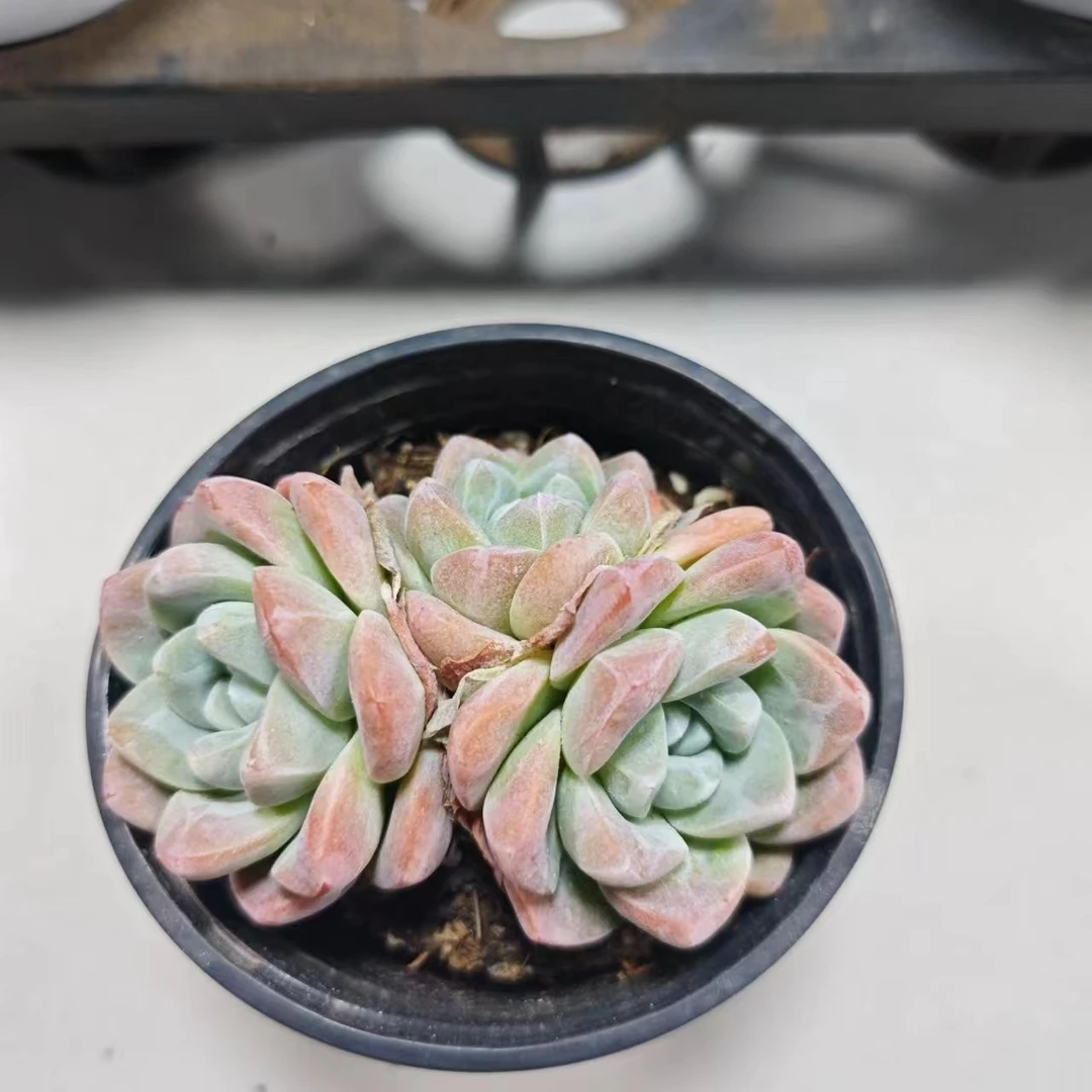 双头冰玉  满 9.99包邮  星花怒放 阳台露台   办公室   绿植植物