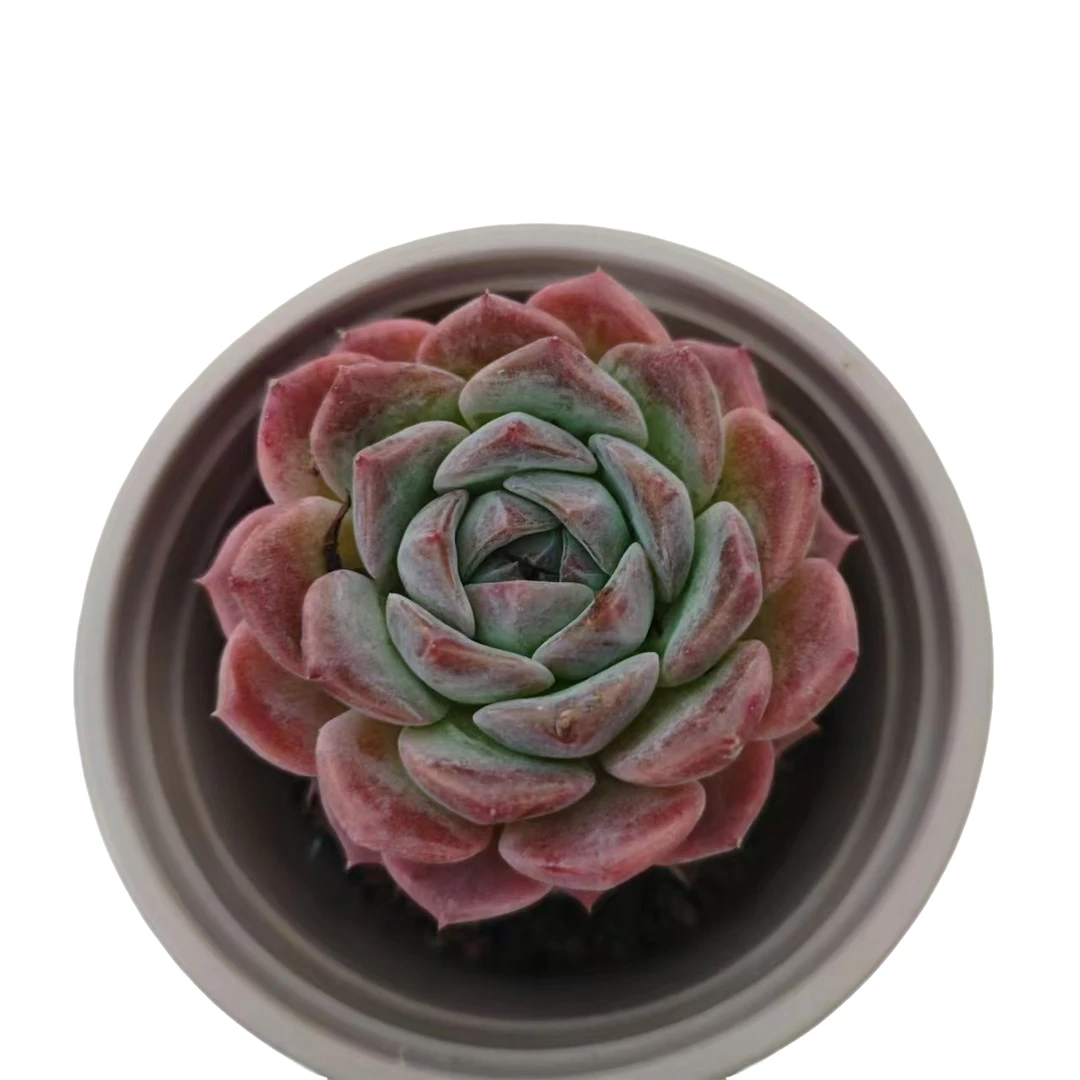 糖心纯爱 多肉植物新手阳台好养必备实物以直播间展示