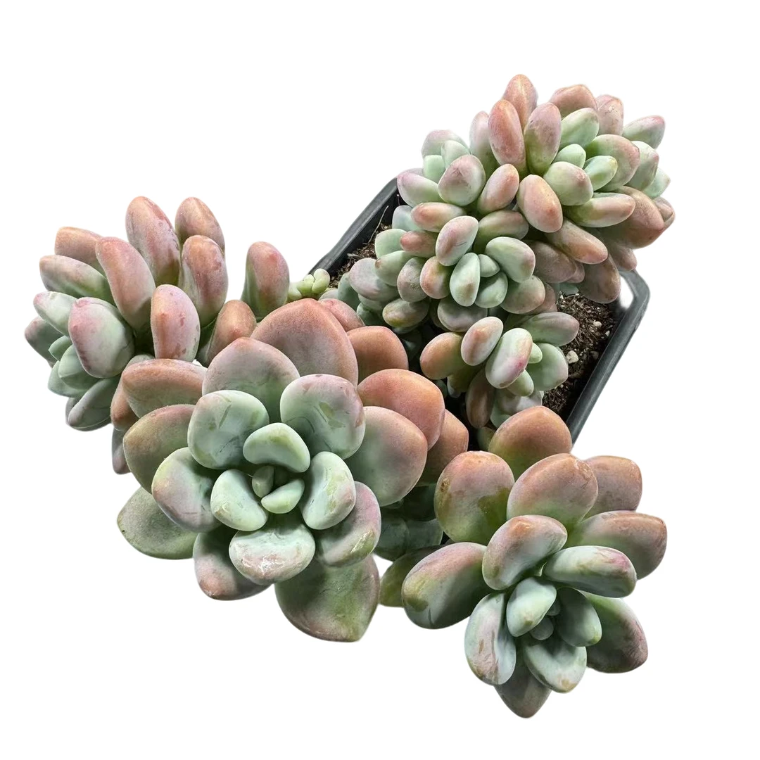 大洛神 多肉植物  星花怒放 阳台露台   办公室 绿植植物