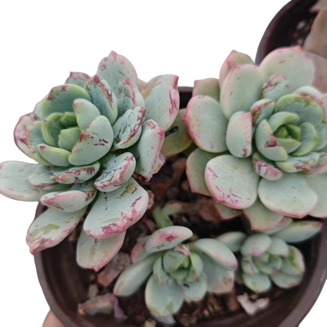 香草 满9.9元包邮  星花怒放 阳台 露台办公室 绿植植物