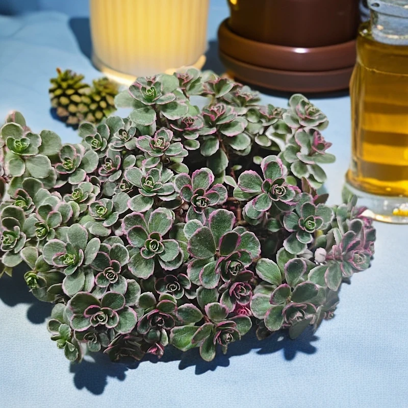 小球玫瑰锦 多肉植物 星花怒放 阳台露台 办公室 绿植植物