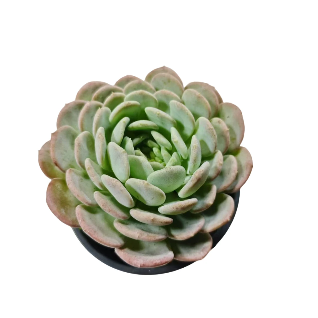 玛瑙 满9.9元包邮 多肉植物 阳台露台 办公室 绿植植物