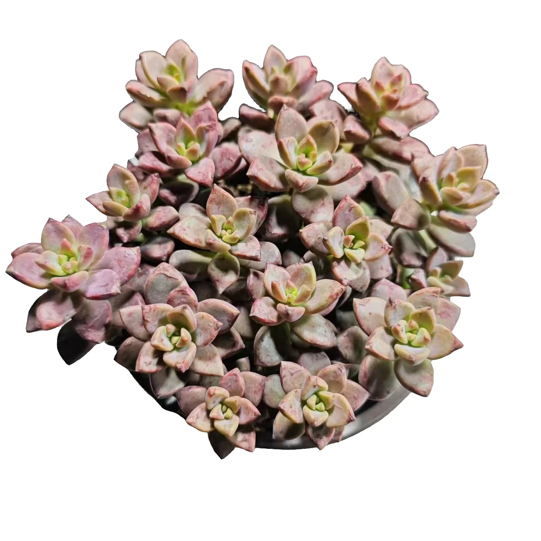 姬胧月满9.9元包邮 多肉植物  阳台露台 办公室 绿植植物