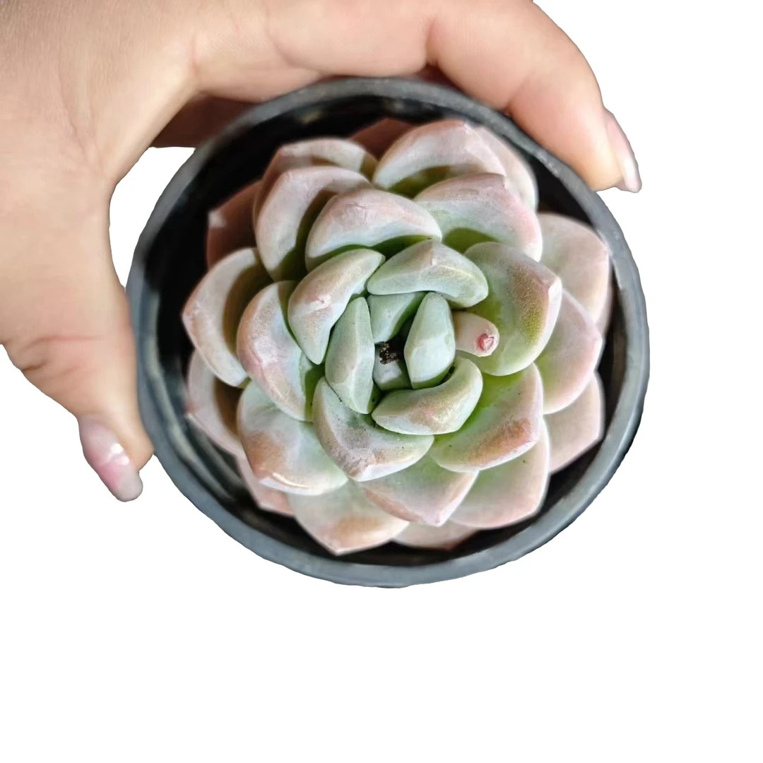 奶油冰玉满15元包邮多肉植物新手好养必备实物以直播间展示为为准