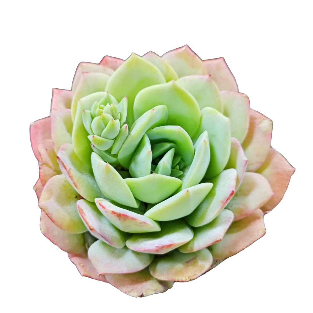 单头恋曲 9.99包邮 多肉植物新手必备  庭院好养实物以直播间为准