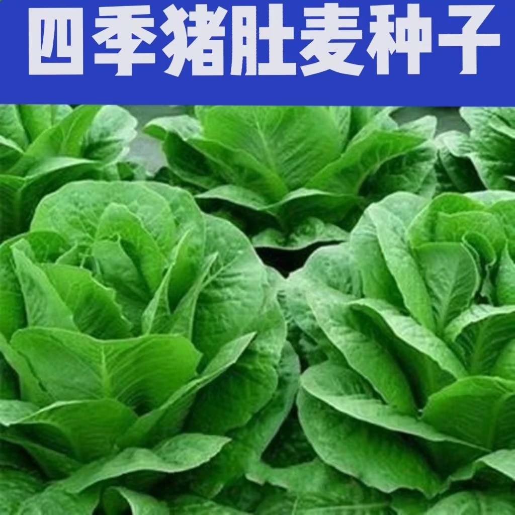 四季猪肚麦种子改良圆叶甜油麦菜种籽耐热耐寒农家阳台蔬菜种种植