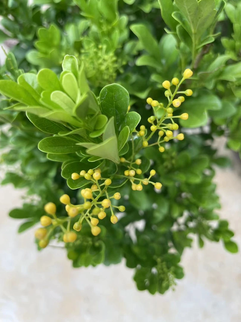 精品盆景一物一拍欢迎选购