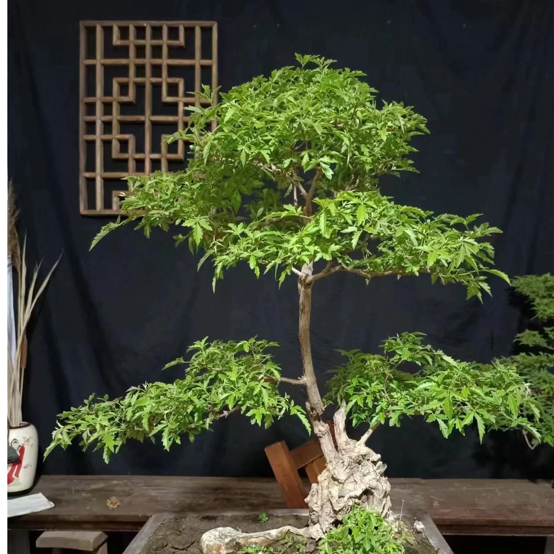 38-98黄荆盆景盆景