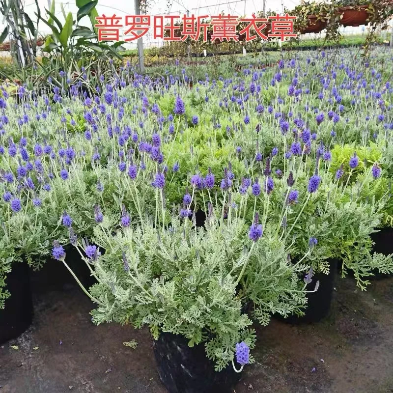 薰衣草盆栽普罗旺斯薰衣草室内阳台庭院盆栽花卉植物四季开花带花