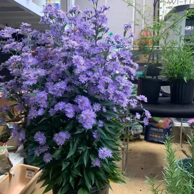 荷兰菊 紫菀 小卡罗 阳台盆栽宿根多年生花园庭院地栽耐热耐寒