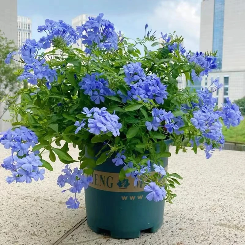 蓝雪花爬藤多年生盆栽白雪花阳台庭院观花植物花期长易爆盆包邮