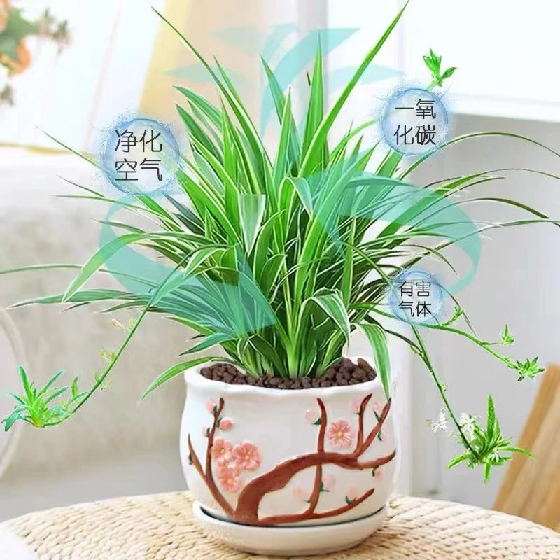 金边盆栽花卉植物室内花净化空气绿植水培垂吊客厅阳台莫奈花园风