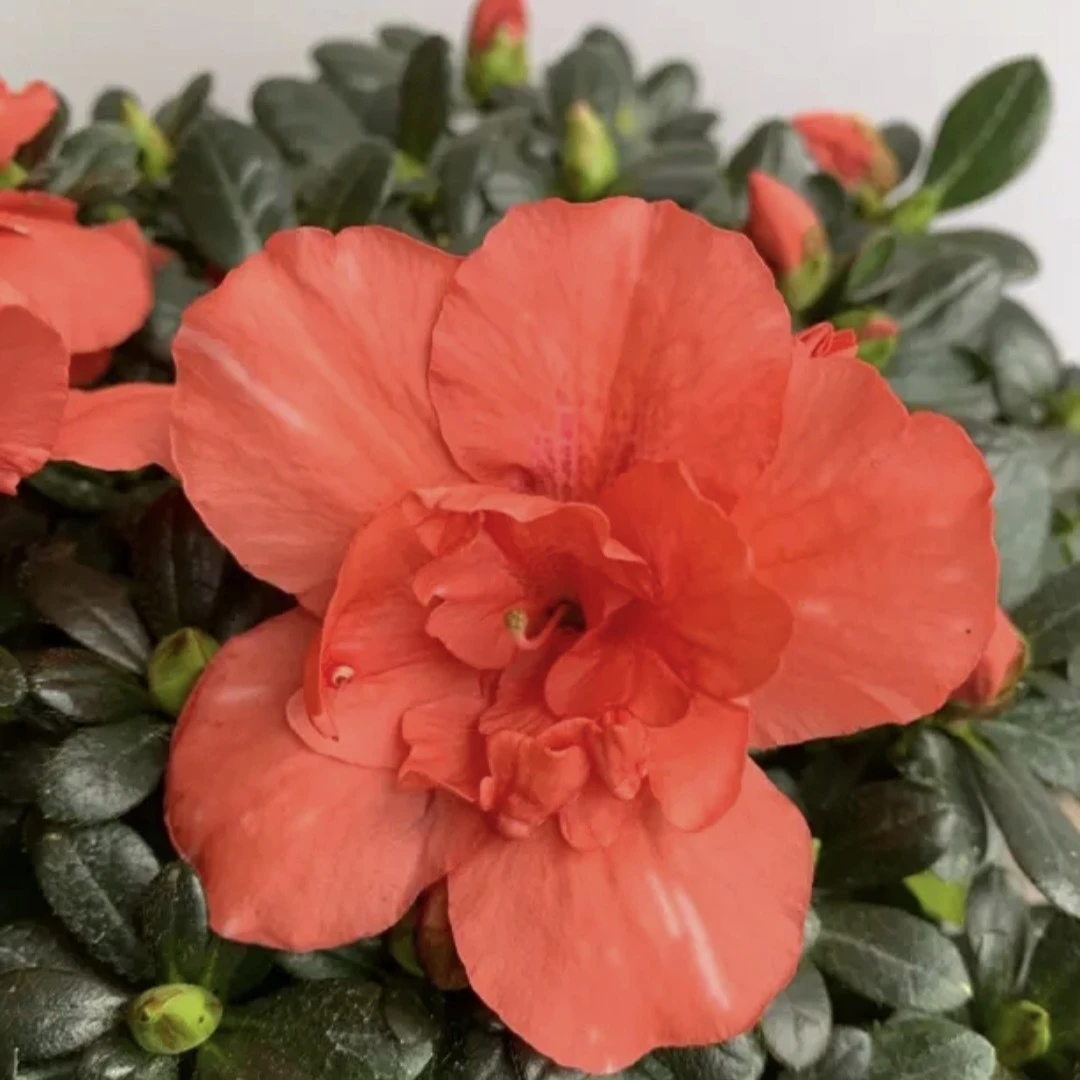 胭脂红比利时杜鹃花室内外盆栽带花苞发货四季不断花卉