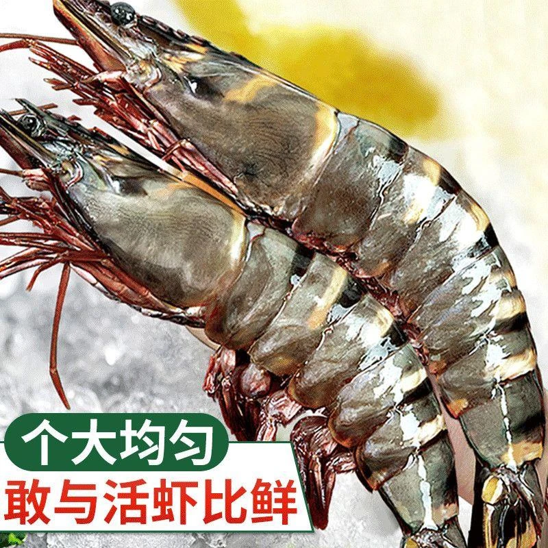 【精品】特大黑虎虾超大虾鲜活新鲜冷冻九节虾斑节虾海鲜水产顺丰