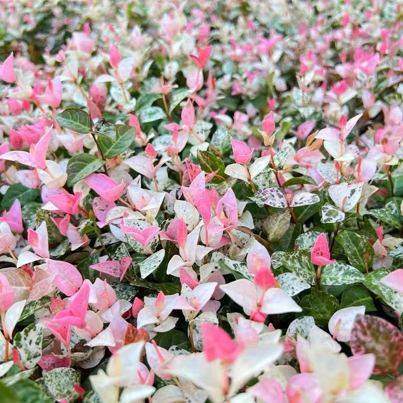 大盆花叶络石盆栽绿植适合室内养的植物阳台庭院四季观叶耐热耐寒