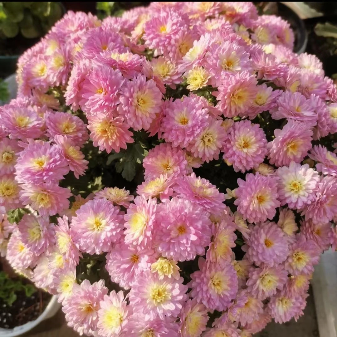 【千头菊】 绚秋粉黛 开花量大易爆盆 适合阳台 庭院多年生好养