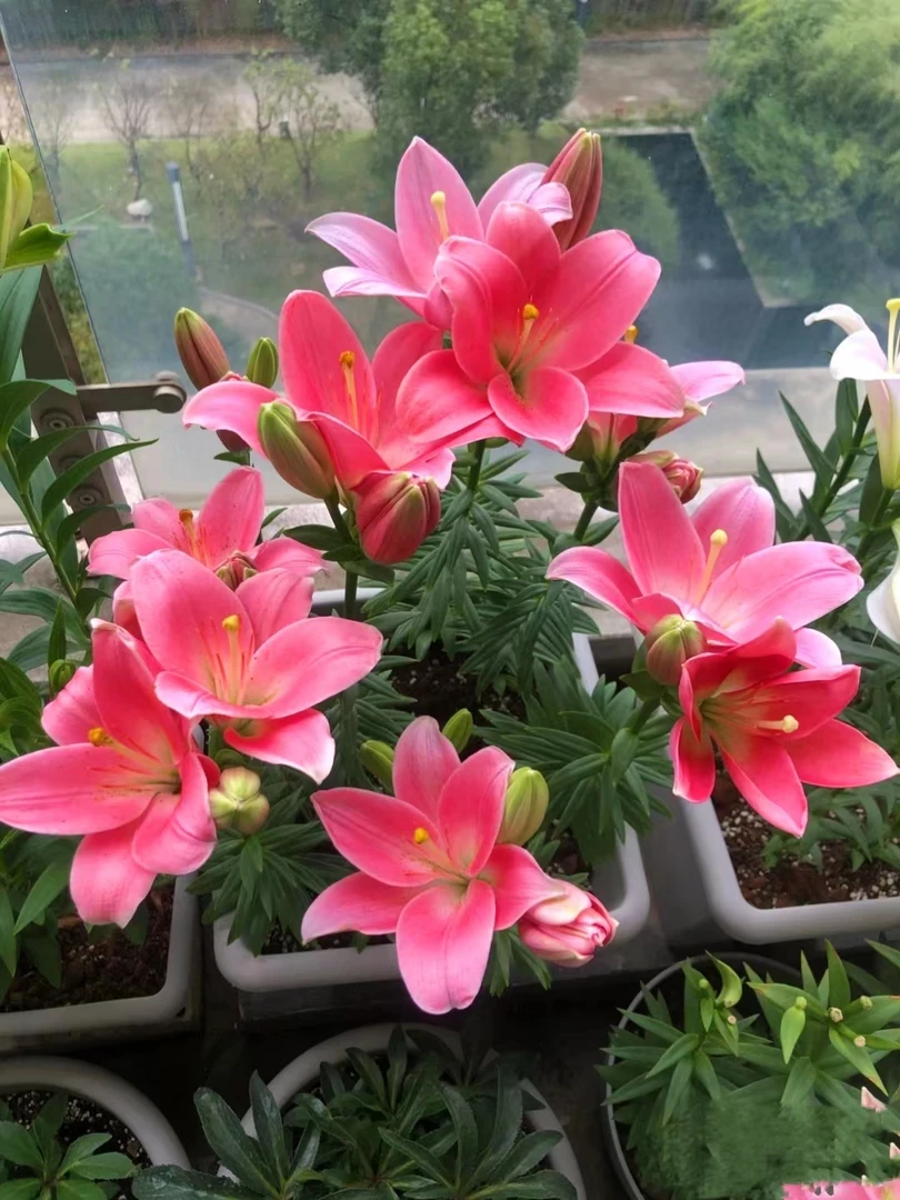 A级（麦可斯）带花苞发货单瓣香水百合花卉盆栽阳台种植球根植物