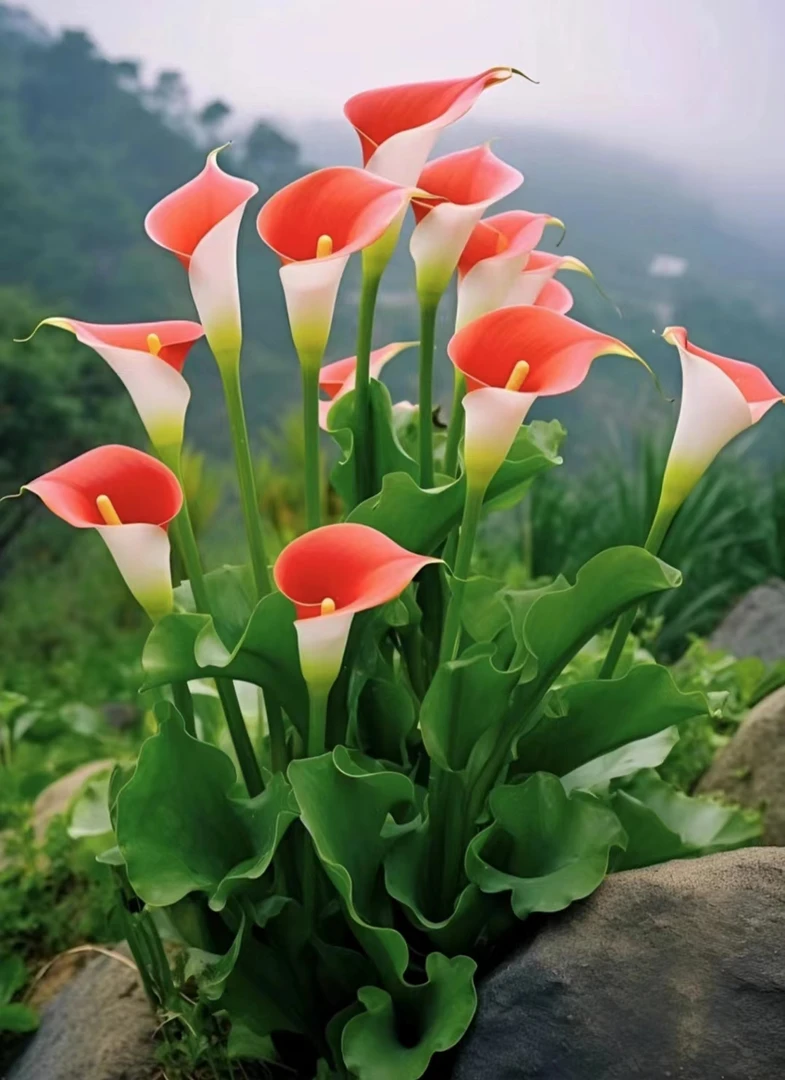 【马蹄莲】盆栽带花荷兰进口高贵雅致花卉植物花长久室内好养花期长