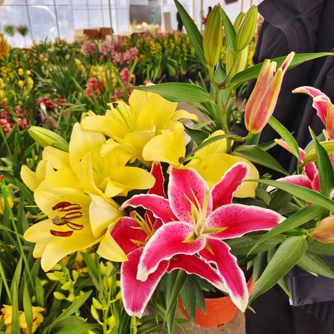 （八点后+黄天霸）组合 带花苞发货 香水百合 带花苞发货