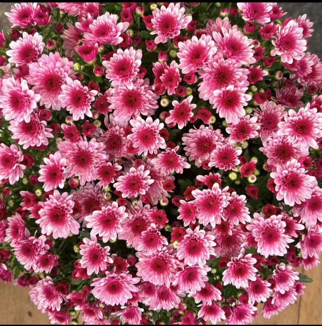 【千头菊】草莓心  开花量大易爆盆 适合阳台  庭院多年生好养