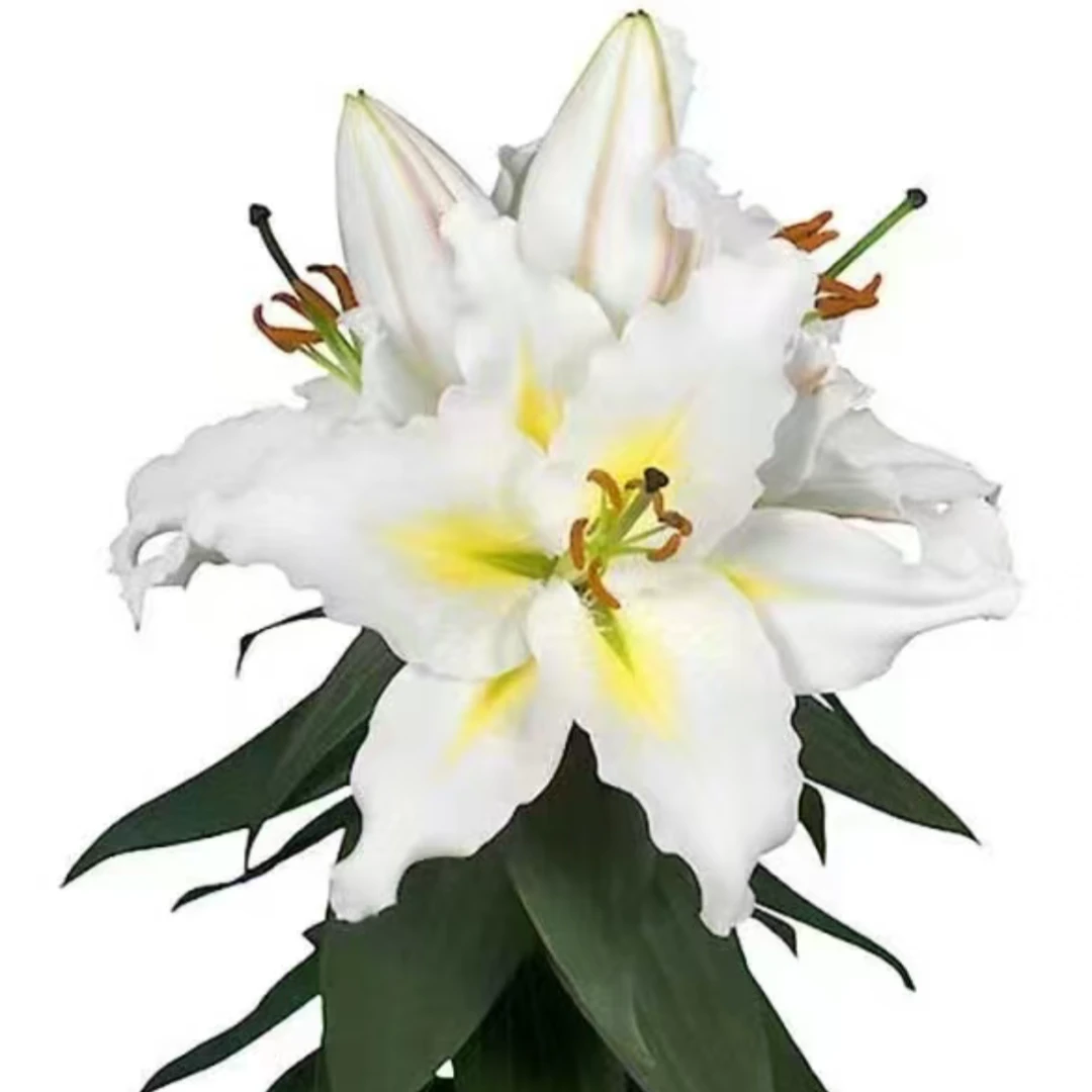 A级【阳光海岸】进口香水百合年宵花好养四季盆栽阳台花卉球根花卉