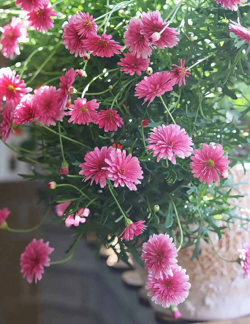 重瓣草莓心玛格丽特 多年生花期长阳台庭院春季花卉植物盆栽四季