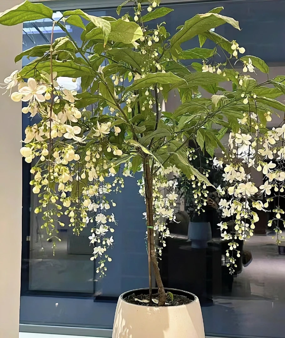 垂丝茉莉花爬藤植屋里花卉络石藤本花卉盆栽植物白色