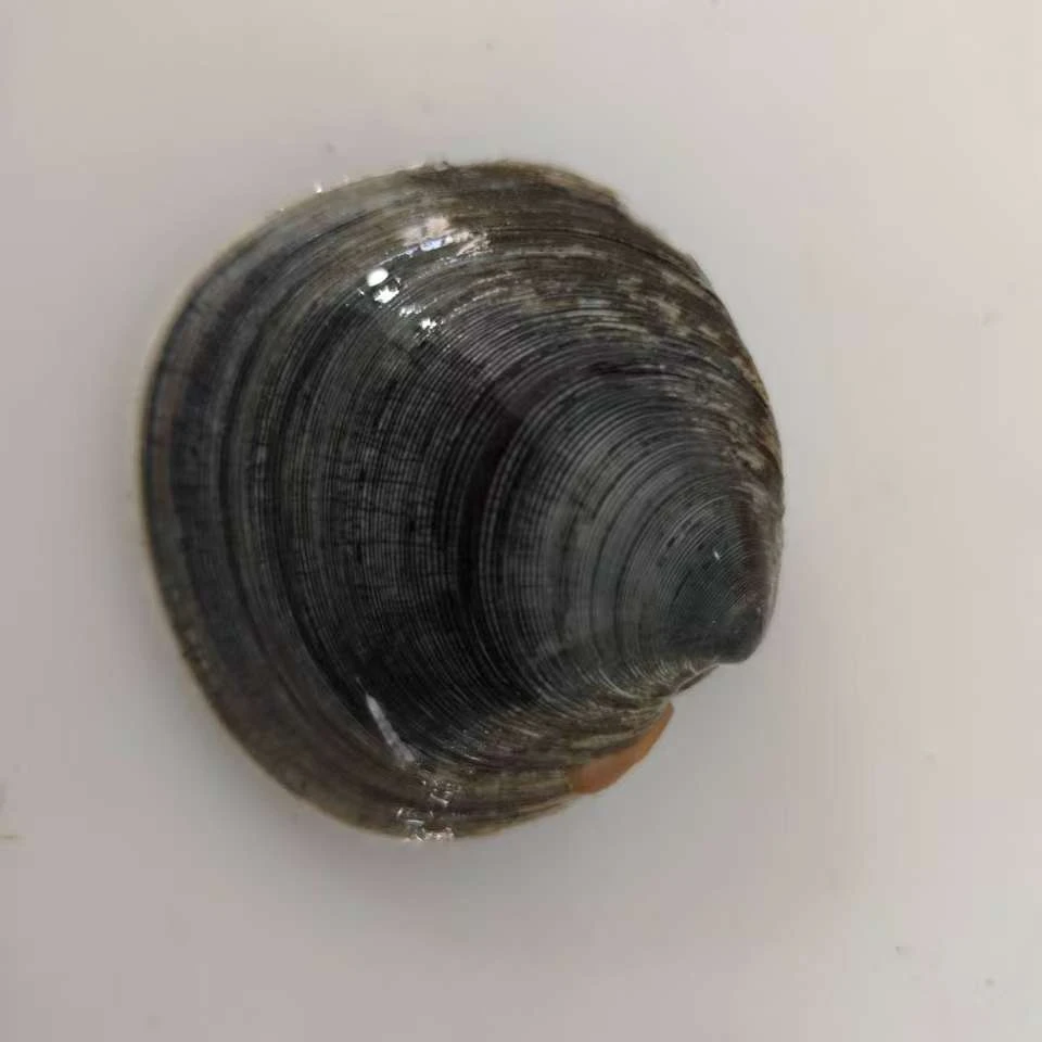 大连庄河特产嘎叉镜面蛤噶插嘎查蛤叉【真空速冻会有碎壳介意勿拍】