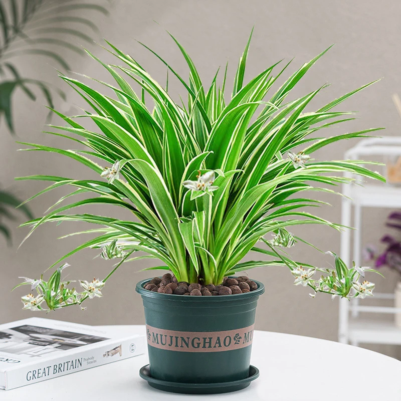 金边吊兰盆栽绿植花卉室内水培水养净化空气四季常青客厅懒人好养