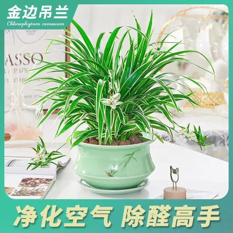 金边吊兰植物室内好养花卉小盆栽桌面绿植常绿超长垂吊小盆景植物