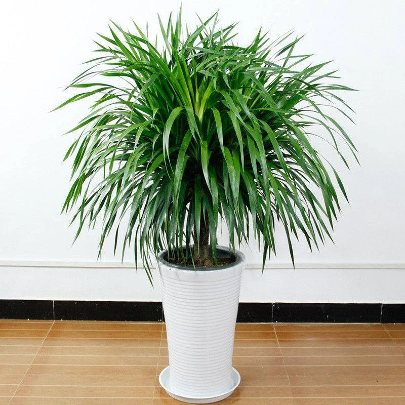 大型绿植龙须树多头龙血树龙铁树室内客厅盆栽花卉植物办公室盆景