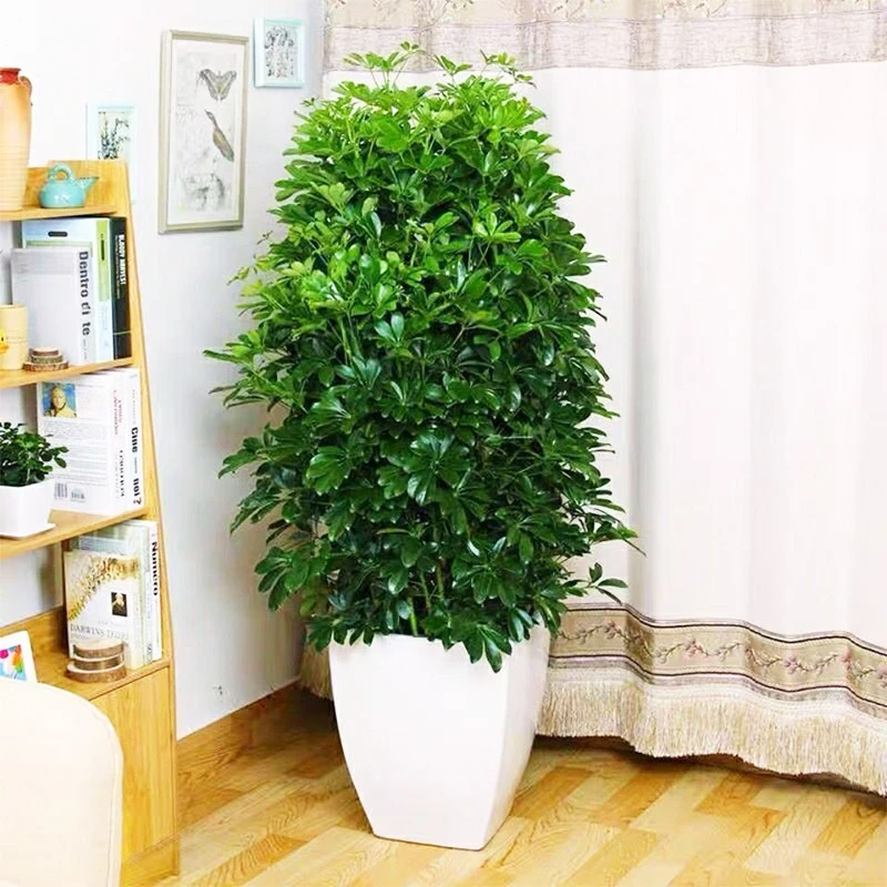 鸭脚木盆栽 绿植花卉室内阳台好养 净化空气四季常青七叶莲鸭掌木