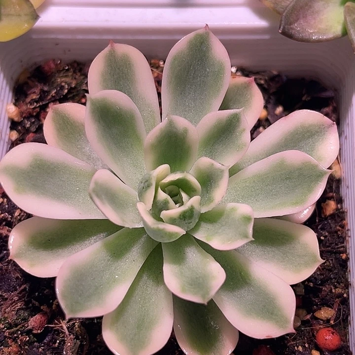 多肉植物泪无痕锦