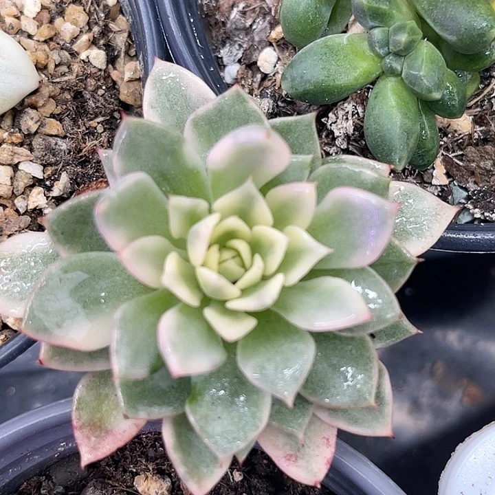 多肉植物绿爪锦有根